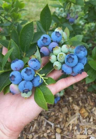 نهال بلوبری درشت و شیرین