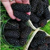 نهال شاه توت سیاه آذرنهال سبز