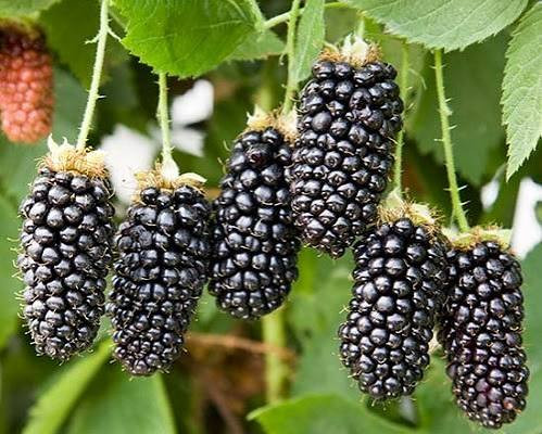 نهال شاه توت درشت