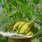 خرید نهال توت دیر گل