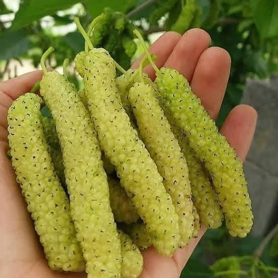 نهال توت موزی بزرگ شیرین ابدار