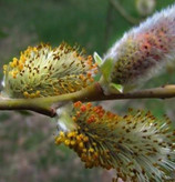 نهال بیدمشک بزرگ