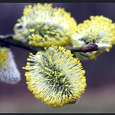 نهال بیدمشک گلدانی