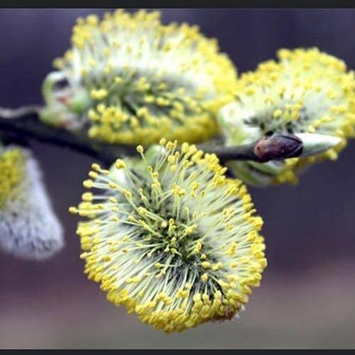 نهال بیدمشک گلدانی