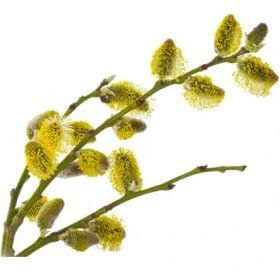 نهال بیدمشک آذر نهال سبز