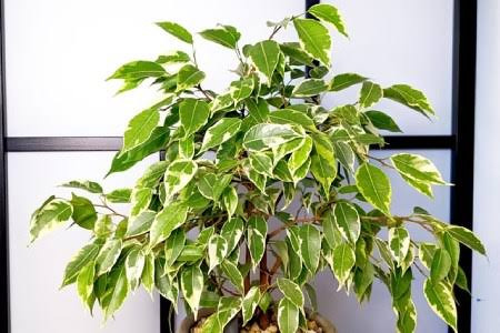 گل بنجامین بزرگ