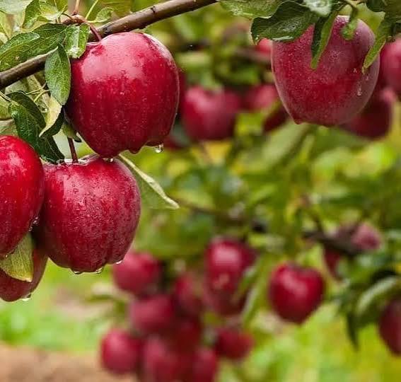 نهال سیب مراغه