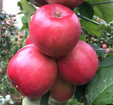 نهال سیب مراغه