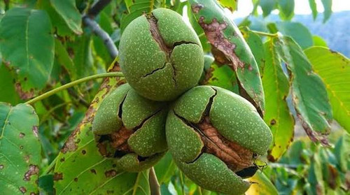 نهال گردو اسرائیلی کاغذی