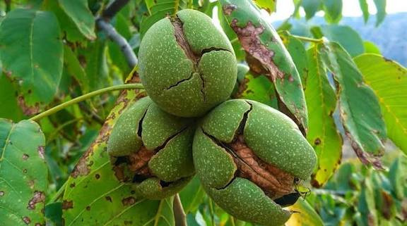 نهال گردو اسرائیلی کاغذی