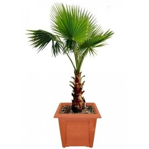 نهال زینتی پالم