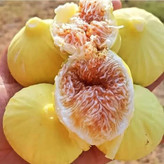 نهال انجیر زرد عسلی درشت