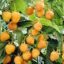 نهال رازبری زرد ابدار