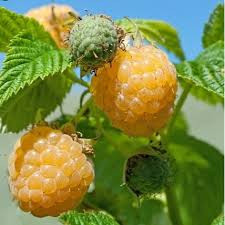 نهال رازبری زرد بدون خار