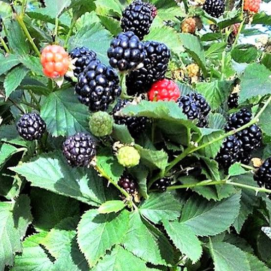 نهال رازبری سیاه ابدار