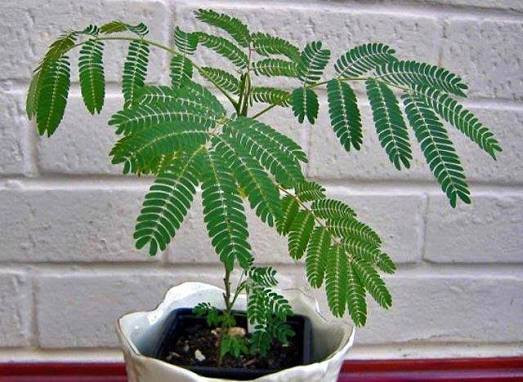 نهال گل قهر و آشتی باید نازشو بکشی