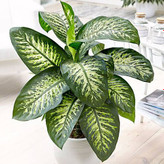 نهال گل دفین باخیا