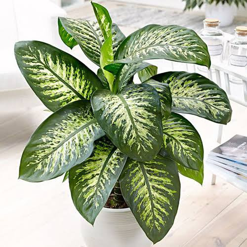 خرید گل زیبای دیفن باخیا