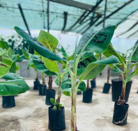 نهال موز بالغ و میوه دار