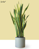 نهال گل سانسوریا مناسب آپارتمان