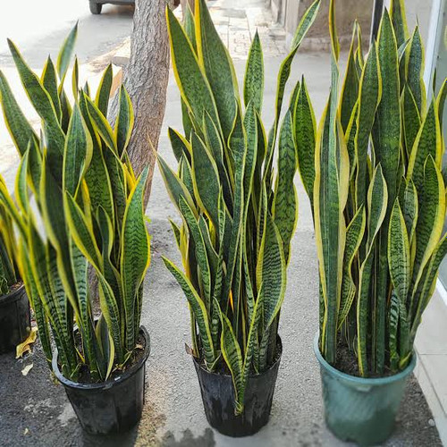 نهال گل سانسوریا(شمشیری)