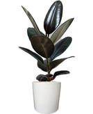 نهال گل فیکوس