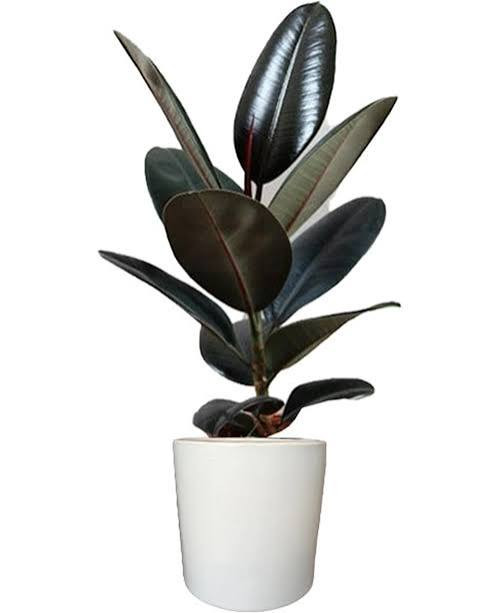 نهال گل فیکوس آذر نهال سبز