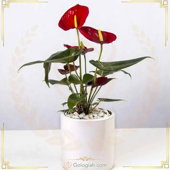 نهال گل آنتوریم گلی زیبا