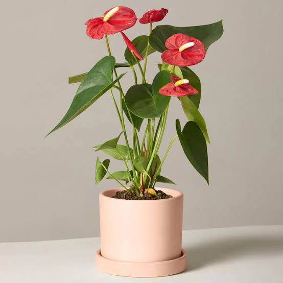 نهال گل آنتوریم مخصوص خانه جات و بیرون