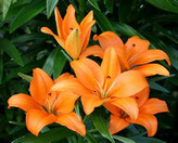 نهال گل سوسن صلح ( اسپاتی فیلوم)