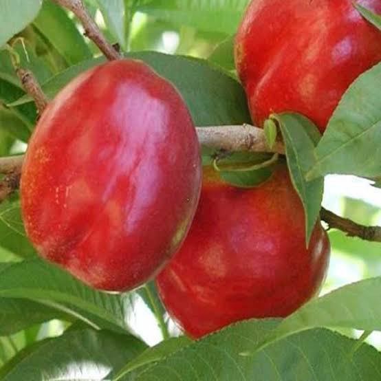 نهال شلیل رفعتی مقاوم و دیر گل