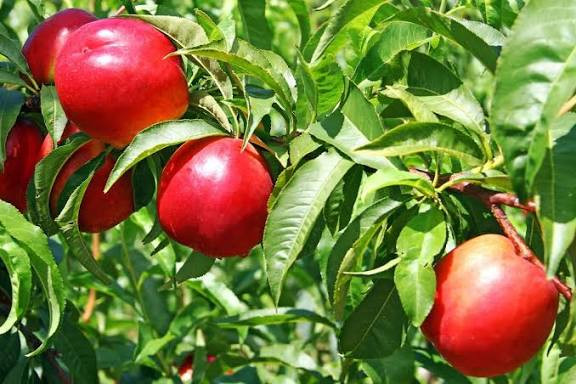 نهال شلیل پا کوتاه مخصوص باغ های تجاری