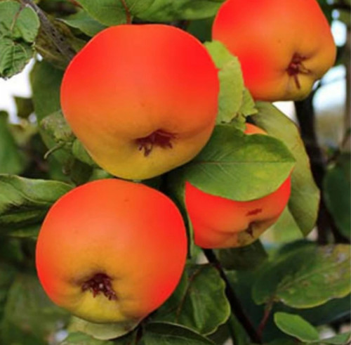 نهال به قرمز (رد کویین )