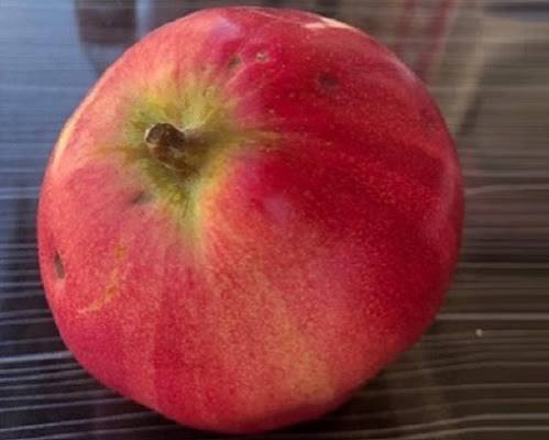 نهال به قرمز رقم خاص به و محبوب