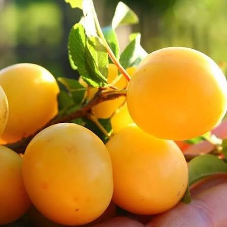 نهال الو قطره طلا