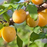 نهال الو قطره طلا