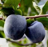 نهال خرمالو سیاه اذرنهال سبز