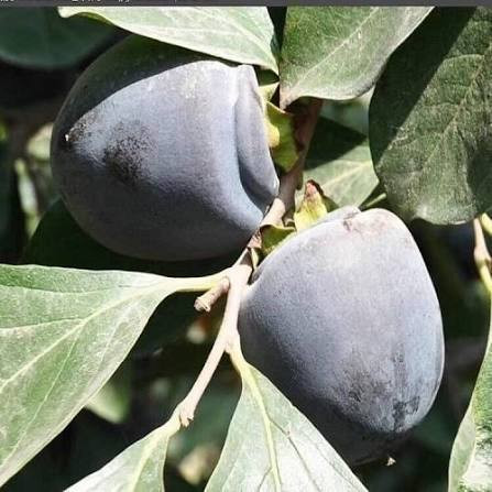 نهال خرمالو سیاه نهالی خاص و زیبا و خوردنی