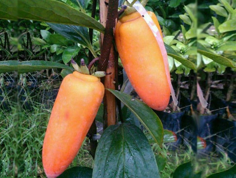 نهال خرمالو موزی شیرین و پر بازده