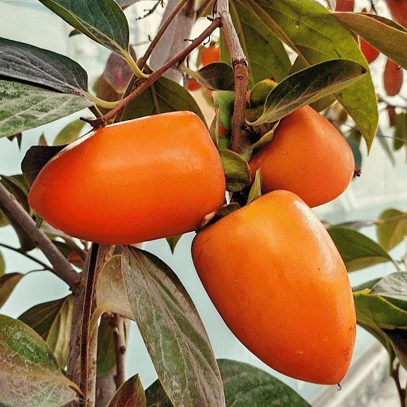 نهال خرمالو موزی رقم خاص و تجاری