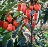 نهال خرمالو موزی