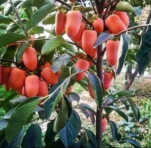 نهال خرمالو موزی