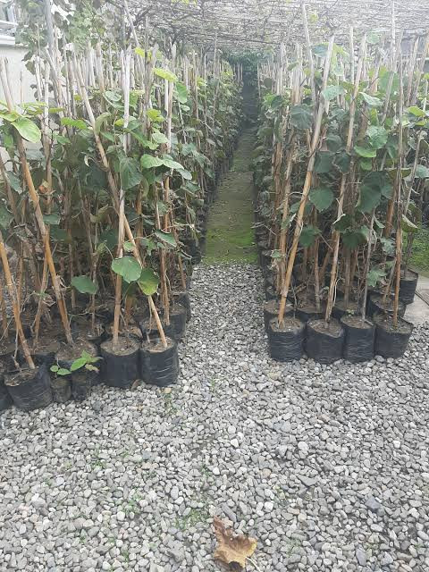 نهال کیوی دیر گل