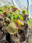 نهال کیوی ابدار
