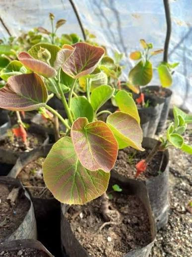 نهال کیوی ابدار