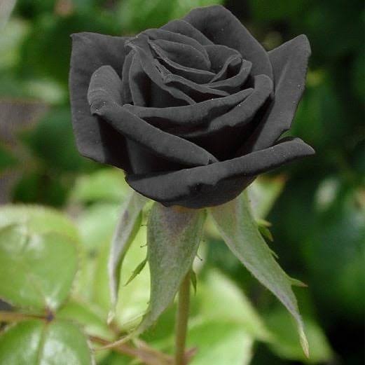 رز هلندی سیاه