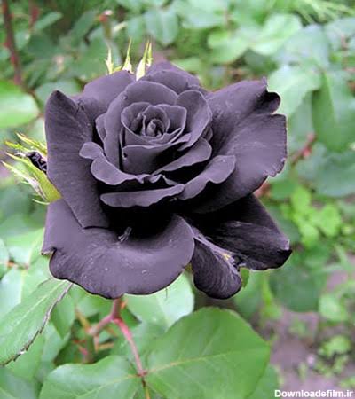 رز هلندی سیاه