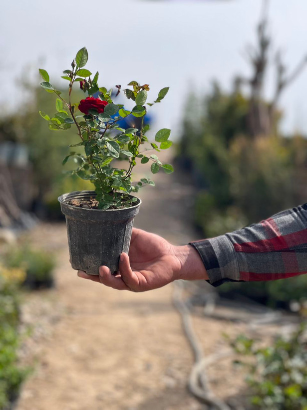 گل رز قرمز گلدانی