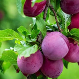 نهال الو شابلون کالفرنیا آذرنهال سبز