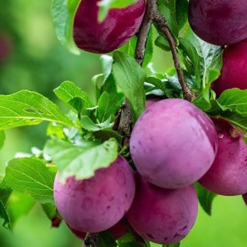 نهال الو شابلون کالفرنیا آذرنهال سبز